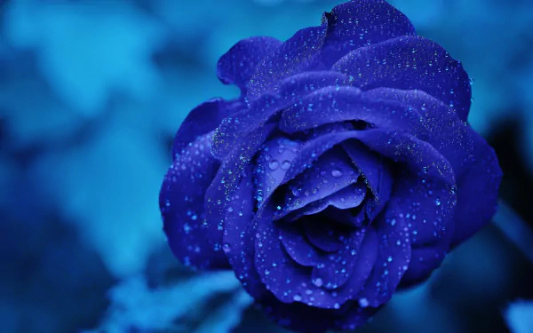  Blue Rose