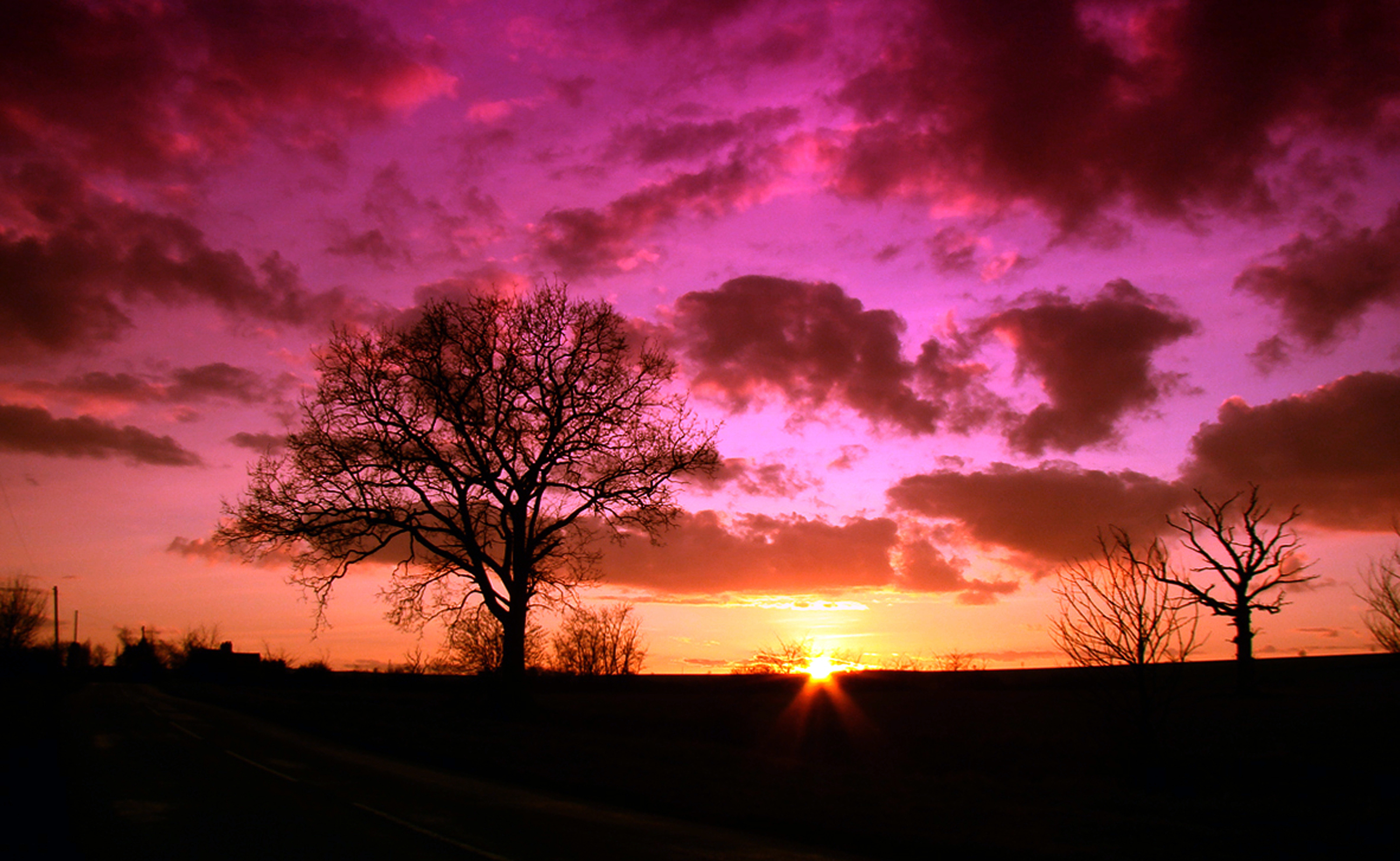 Tree Silhouettes In Pink Sunset