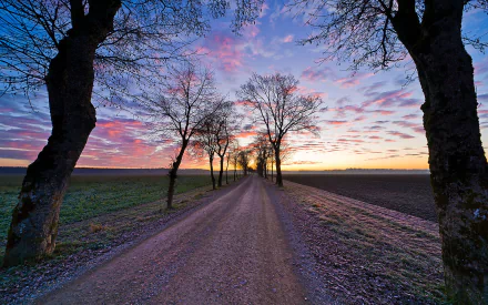  Tree-Lined Road