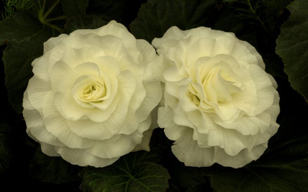 Earth Rose Flowers Flower White Flower HD Wallpaper | Background Image