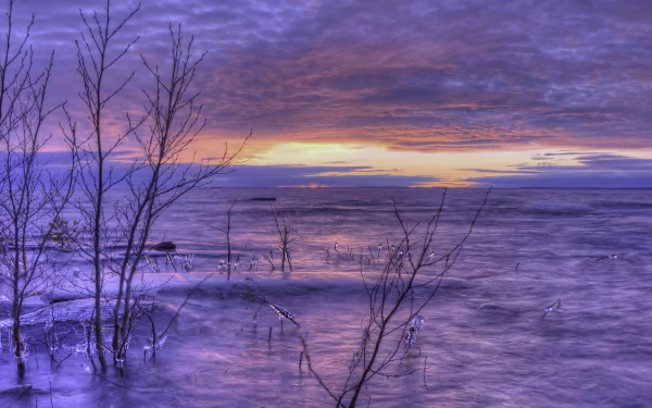 A serene winter landscape of a frozen lake in Sweden under a purple cloud-filled sky at horizon, with bare trees emerging from the icy water.