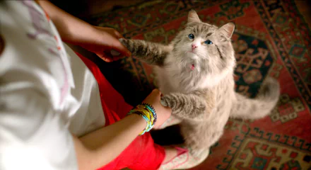 movie Nine Lives HD Desktop Wallpaper | Background Image