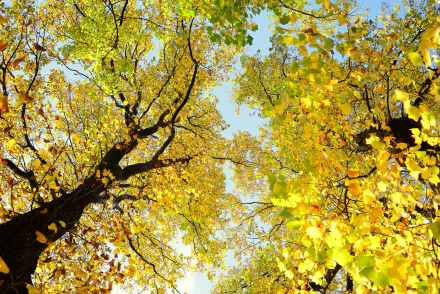 treetops fall nature tree HD Desktop Wallpaper | Background Image