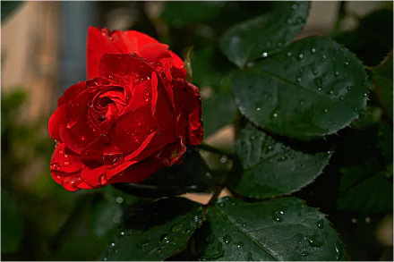 dew nature rose HD Desktop Wallpaper | Background Image