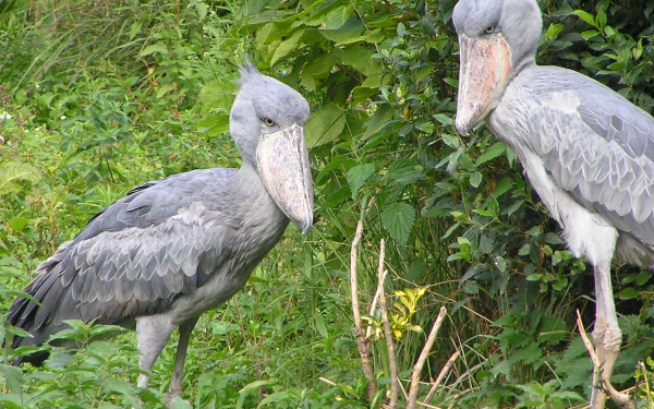  a shoebill couple