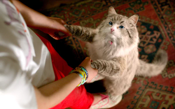 movie Nine Lives HD Desktop Wallpaper | Background Image