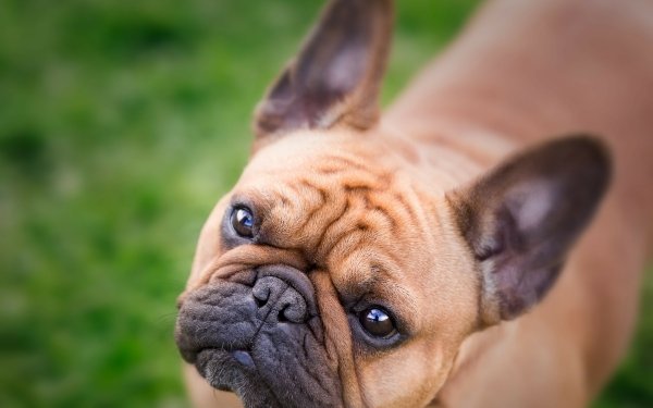 110 French Bulldog Hd Wallpapers Background Images