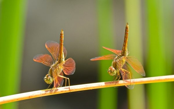 Animal Dragonfly Insects Insect Macro HD Wallpaper | Background Image