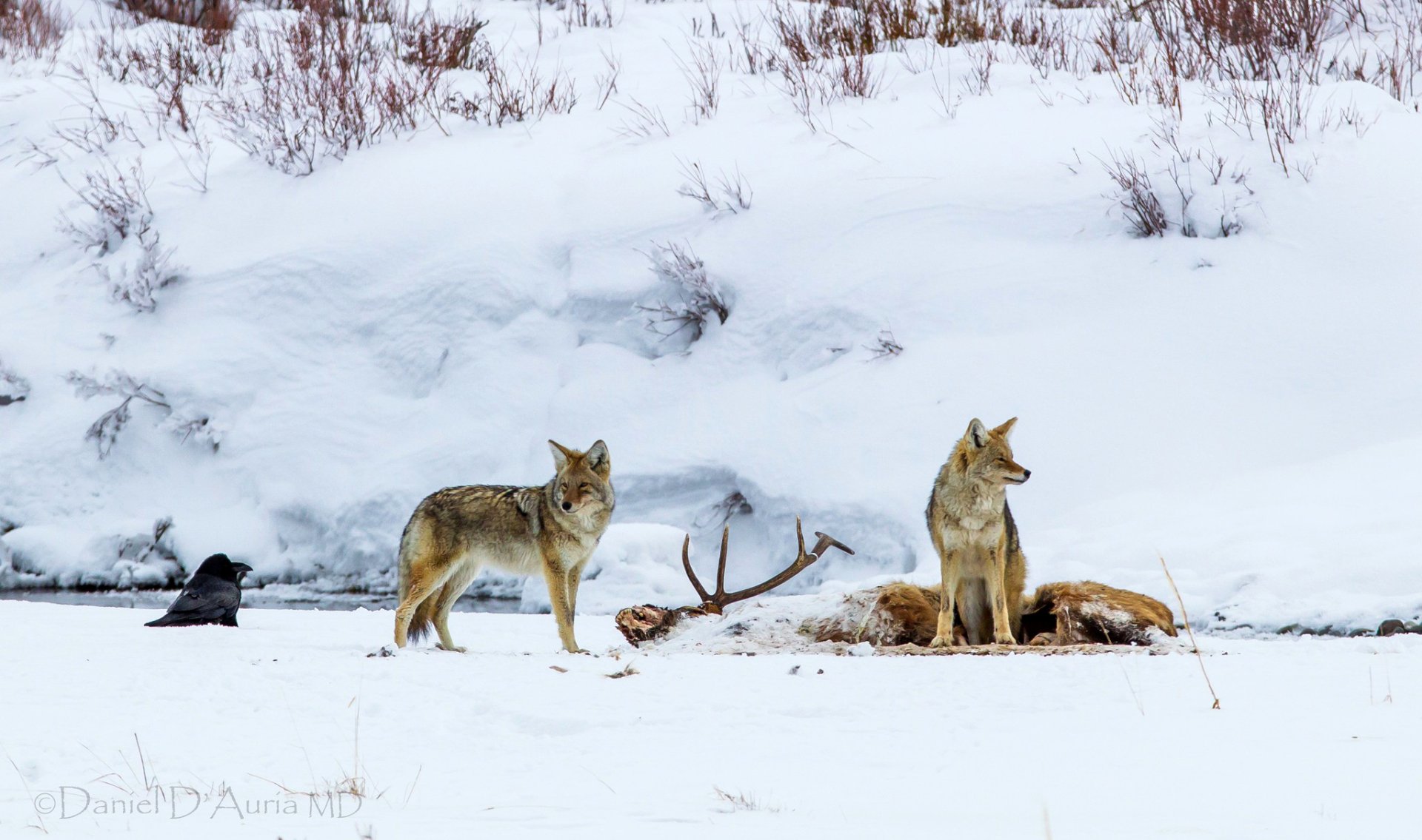 Two coyotes stand in a snowy landscape, surrounded by winter scenery. The image captures the natural beauty and solitude of wildlife in a cold environment.