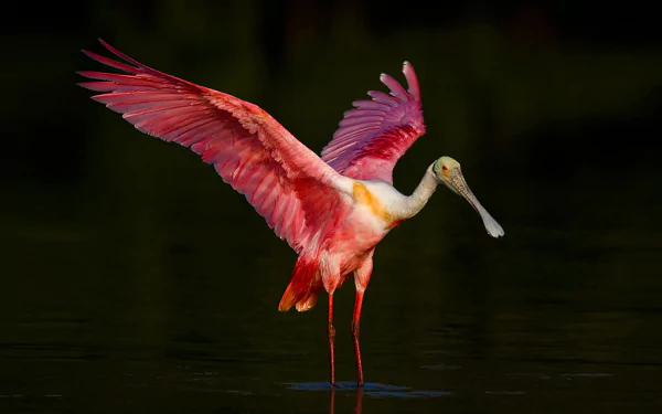 pink bird Animal roseate spoonbill HD Desktop Wallpaper | Background Image