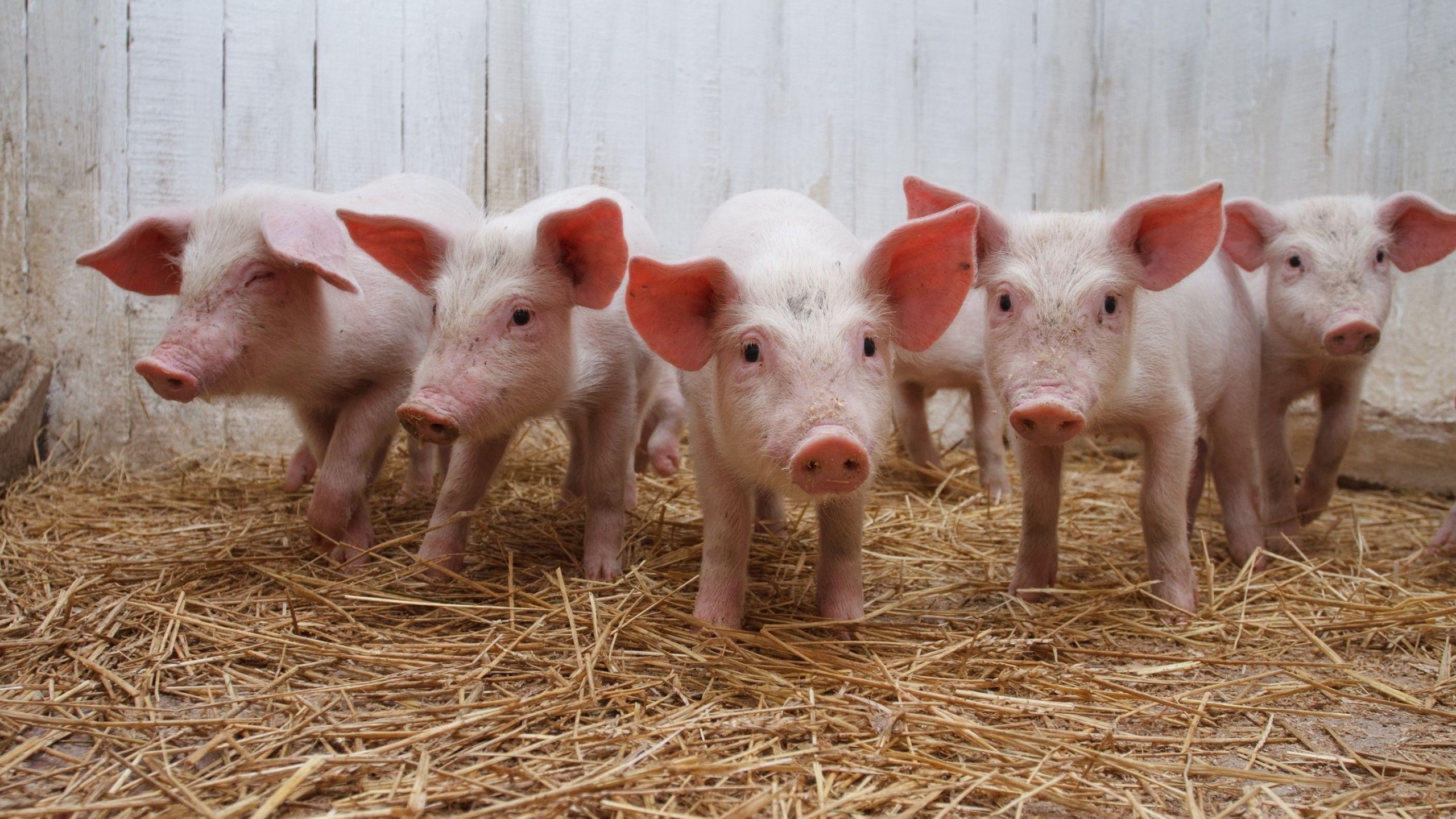 a group of piglets