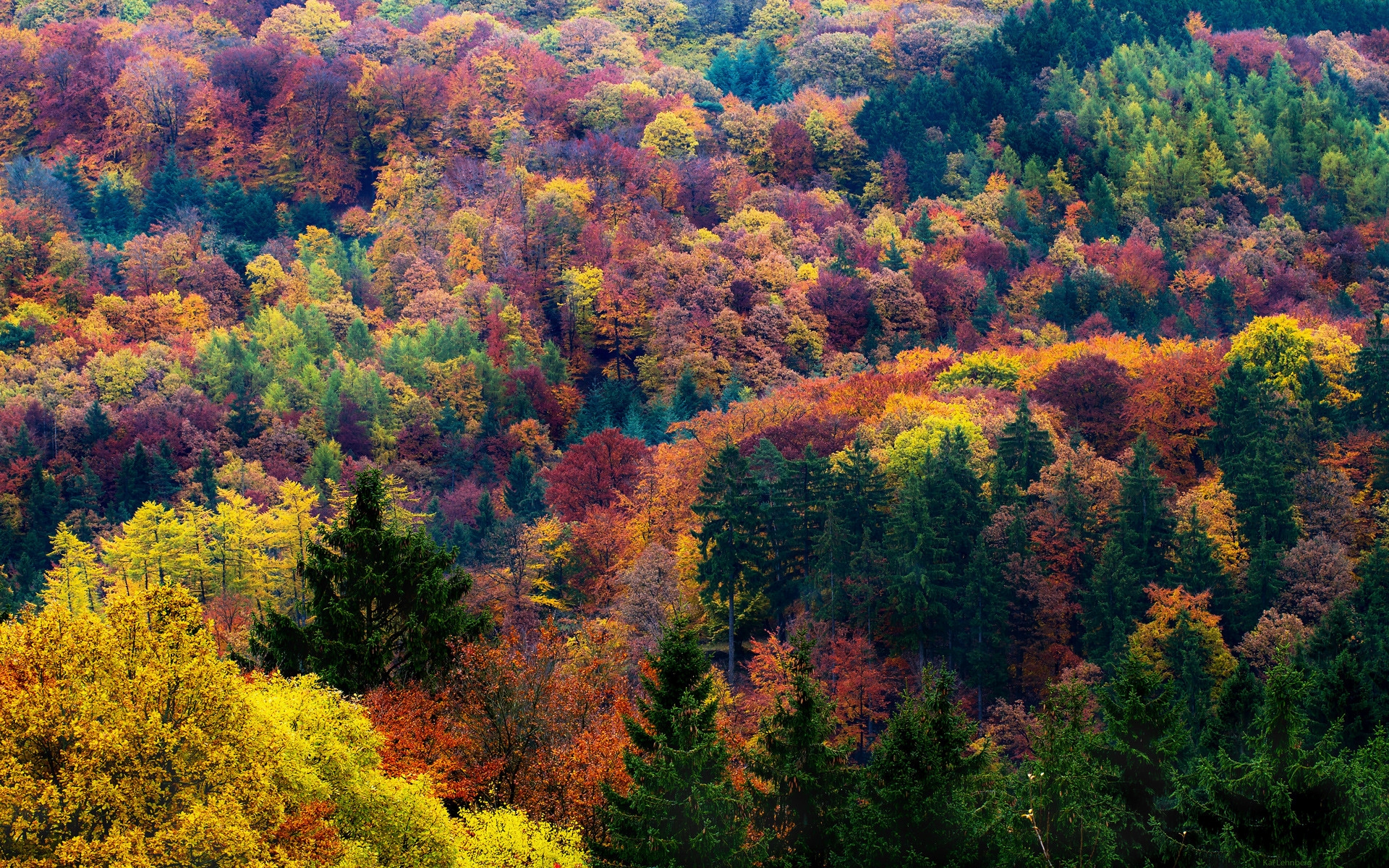 Autumn Forest HD Wallpaper | Background Image | 1920x1200 | ID:713864