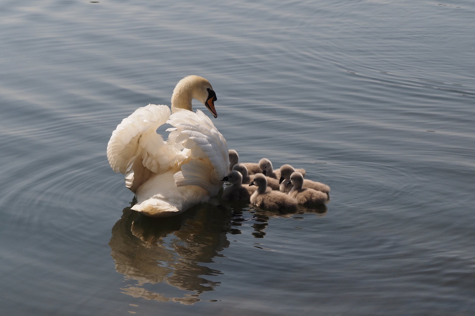 Mute swan 4k Ultra HD Wallpaper | Background Image | 4248x2831 | ID