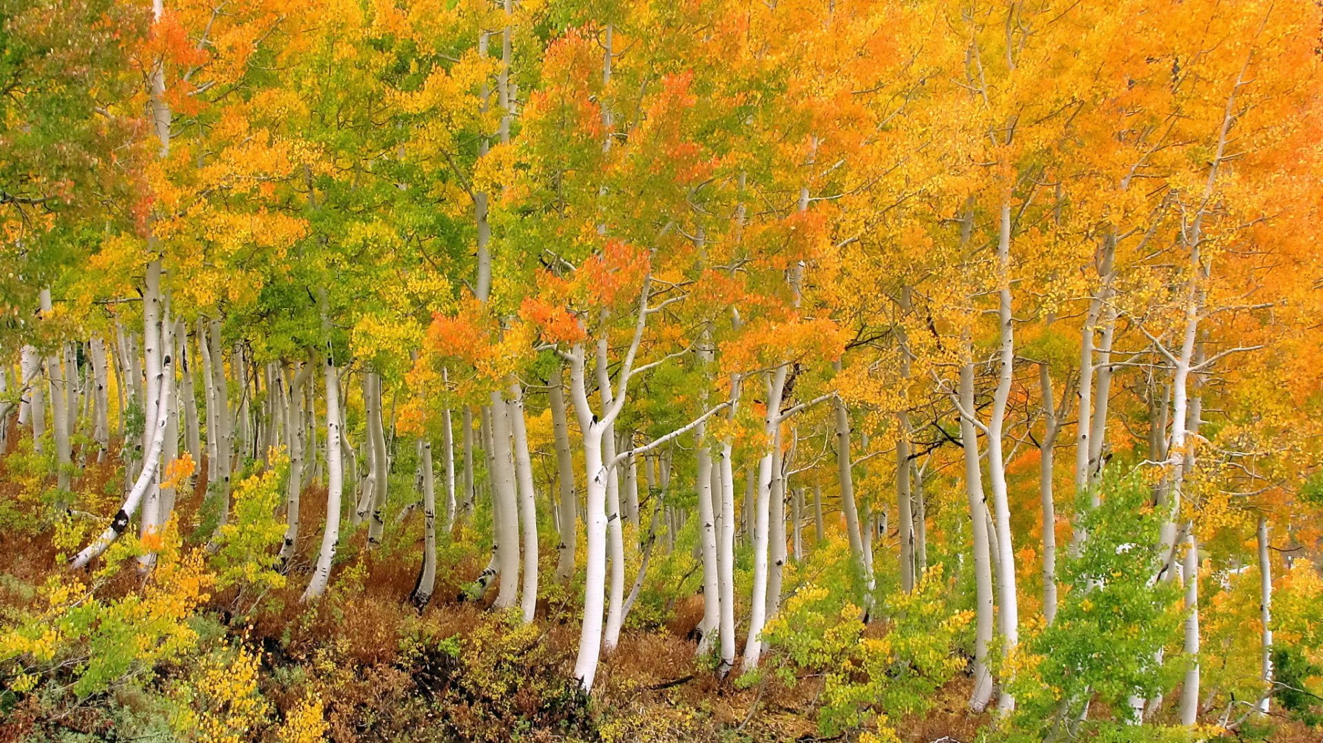 Download Tree Fall Birch Nature Forest HD Wallpaper