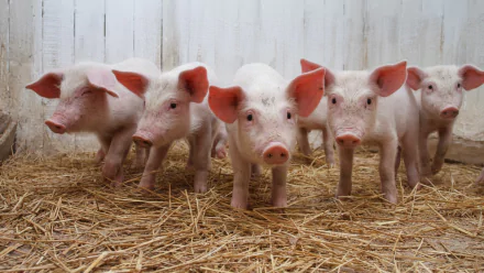 A charming HD desktop wallpaper featuring a group of adorable piglets standing on straw, showcasing their playful nature and distinct pink skin against a rustic backdrop.