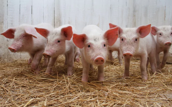 A charming HD desktop wallpaper featuring a group of adorable piglets standing on straw, showcasing their playful nature and distinct pink skin against a rustic backdrop.