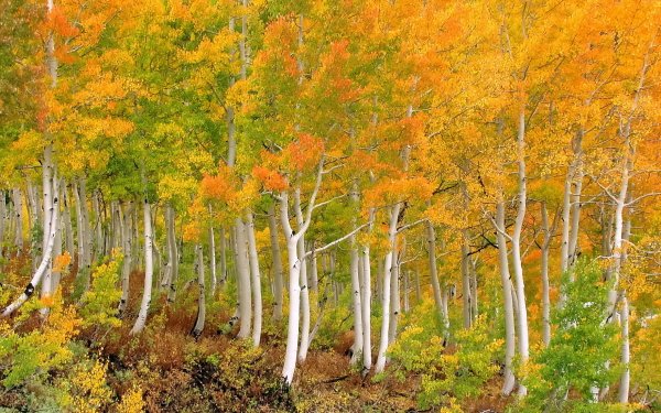 Nature Forest Birch Fall Tree HD Wallpaper | Background Image
