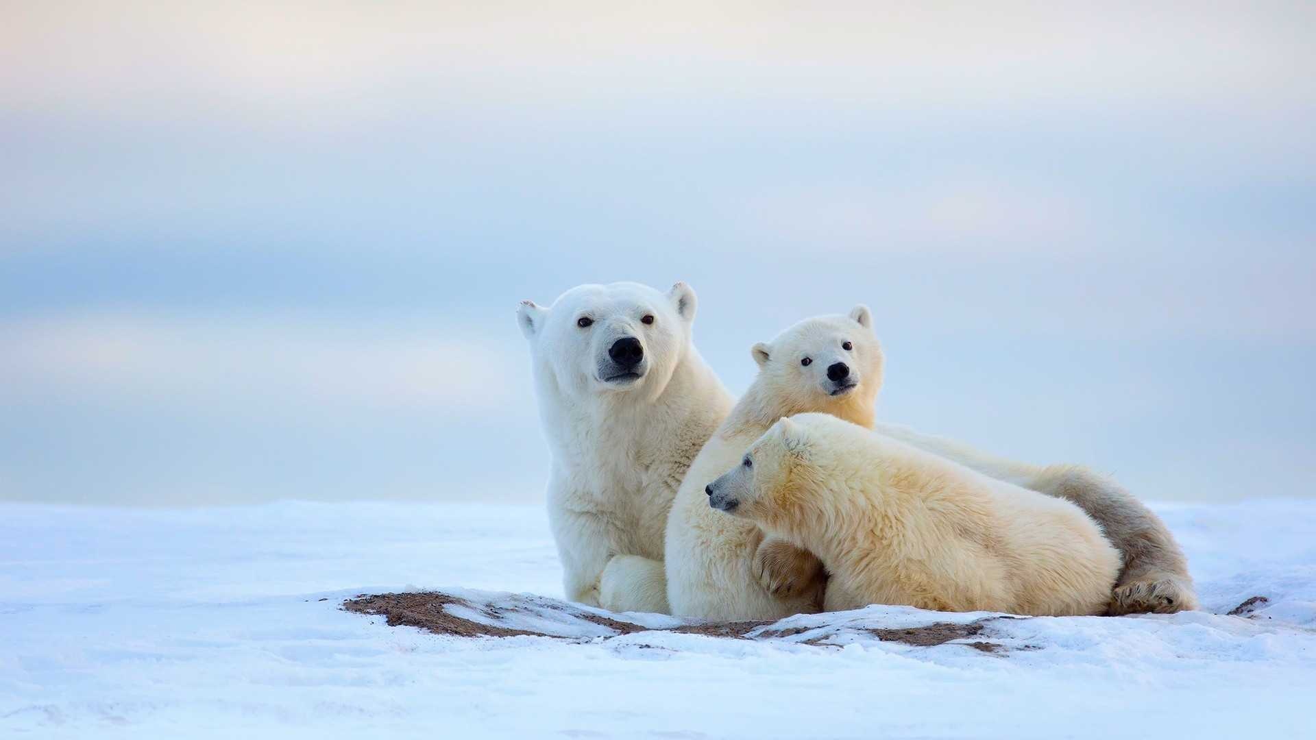 Polar Bear Family HD Wallpaper | Background Image ...