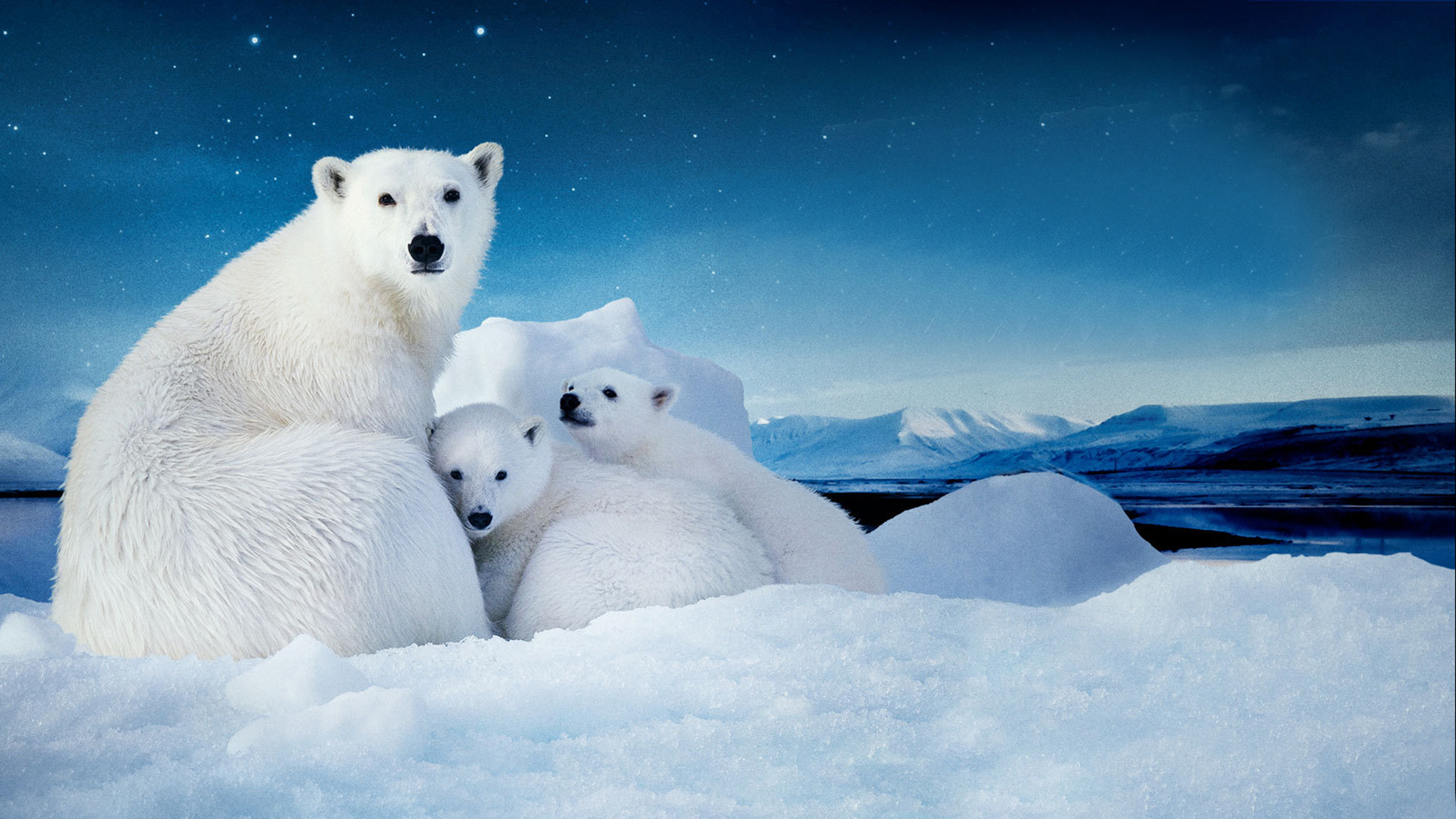Movie To The Arctic HD Wallpaper | Background Image