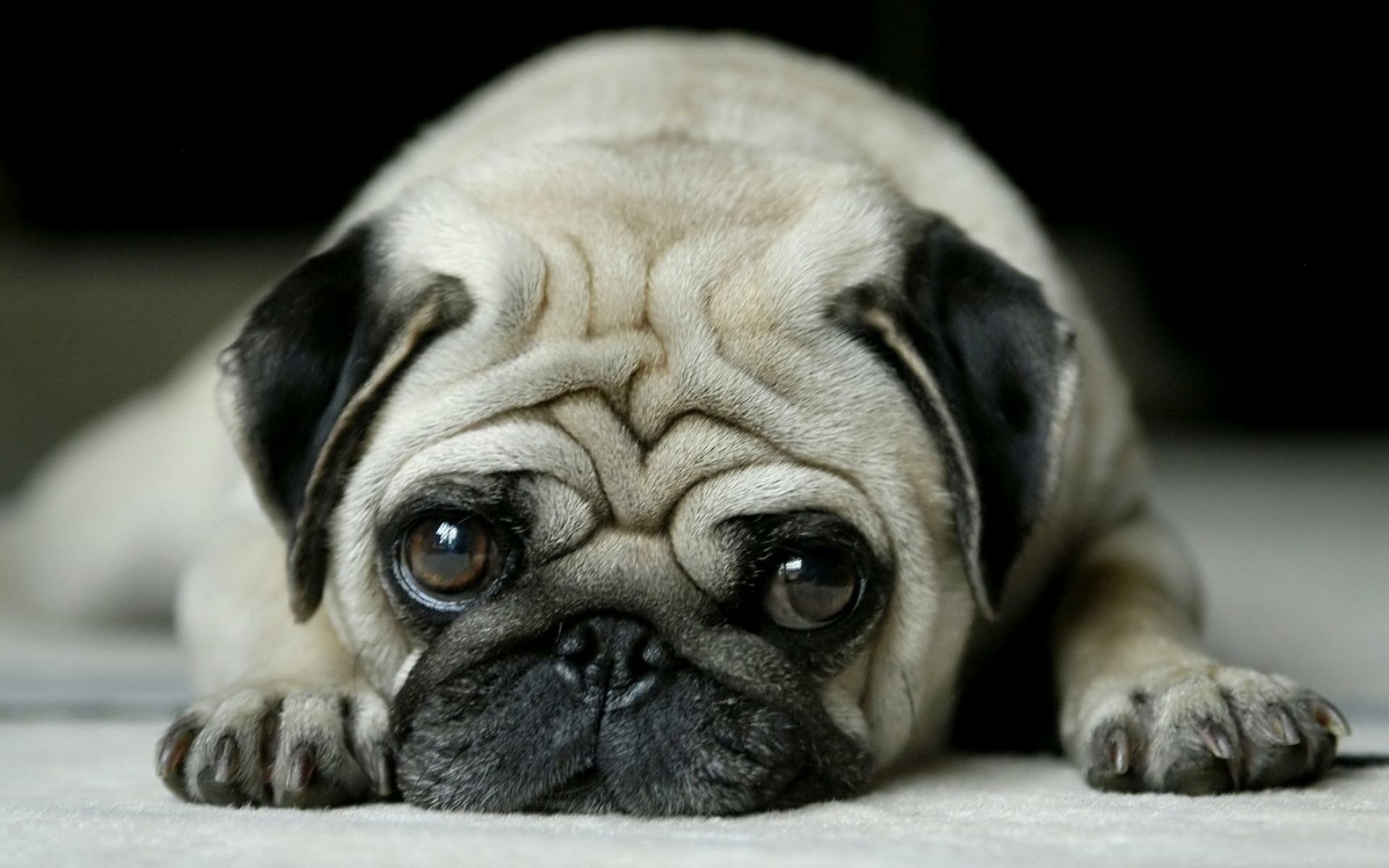 HD PC desktop wallpaper featuring a close-up of a resting pug with expressive eyes and detailed fur texture on a dark blurred background.