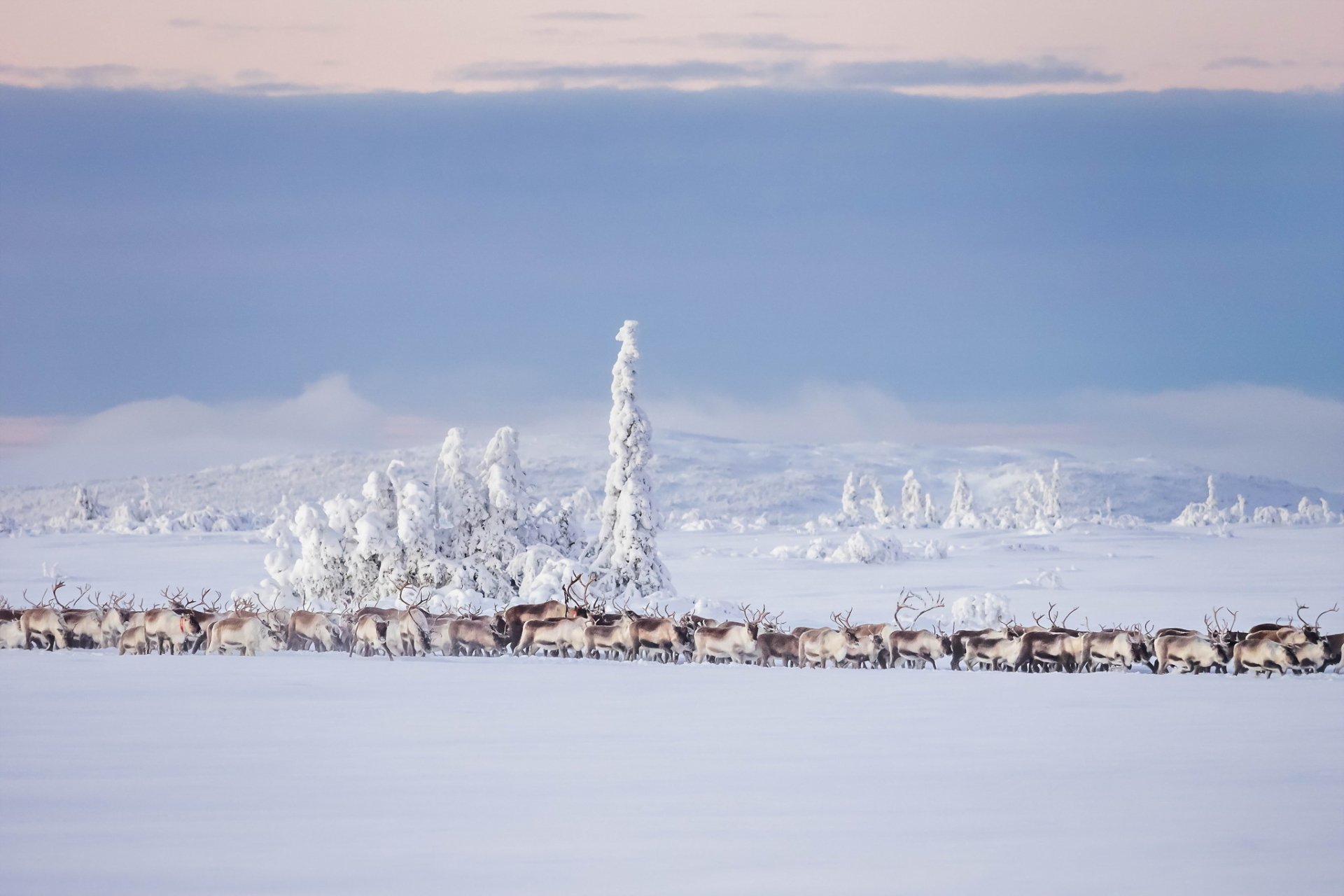 Download Nature Snow Landscape Winter Animal Deer HD Wallpaper