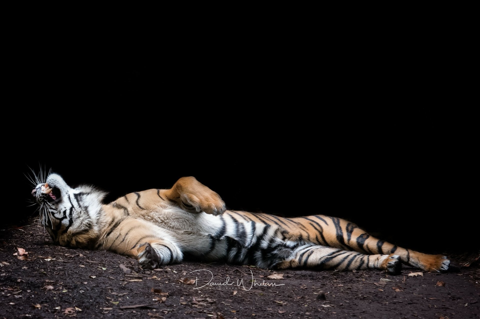 HD desktop wallpaper of a tiger lying down on dark ground, its body stretched out against a black background.