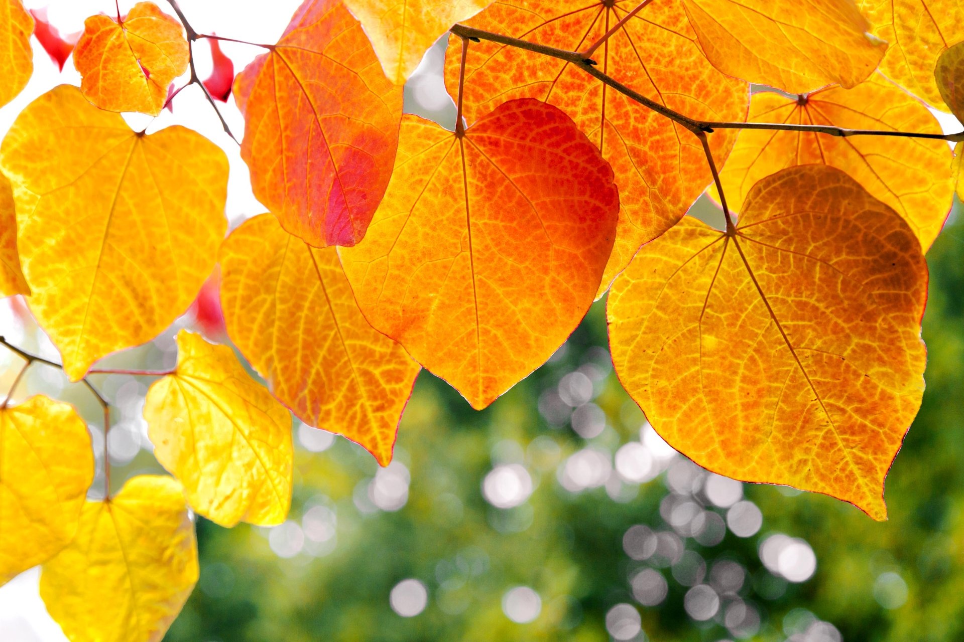 Download Bokeh Fall Oak Nature Leaf HD Wallpaper