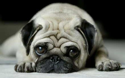  a cute looking pug