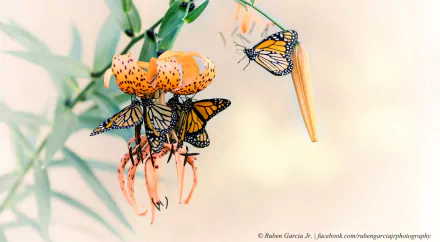  Monarch Butterflies by Ruben Garcia, Jr.