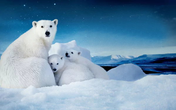HD PC wallpaper featuring a cute polar bear cub and its mother in a snowy Arctic setting, evoking love and the spirit of the movie To the Arctic.