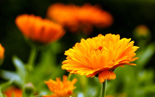 Earth Marigold Flowers Flower Nature Yellow Flower HD Wallpaper | Background Image