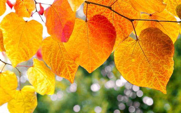  Oak Leaves in Autumn