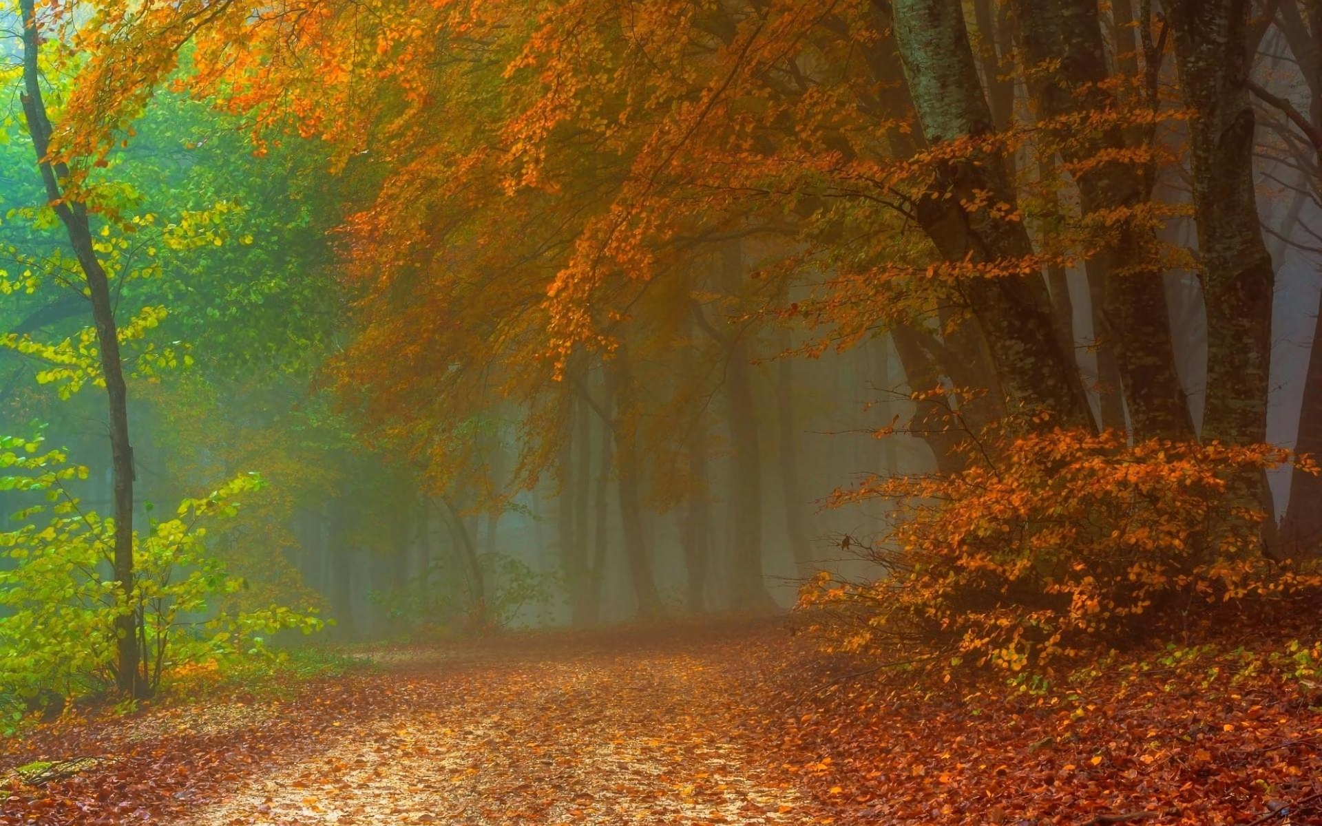 Download Fog Fall Forest Nature Path HD Wallpaper