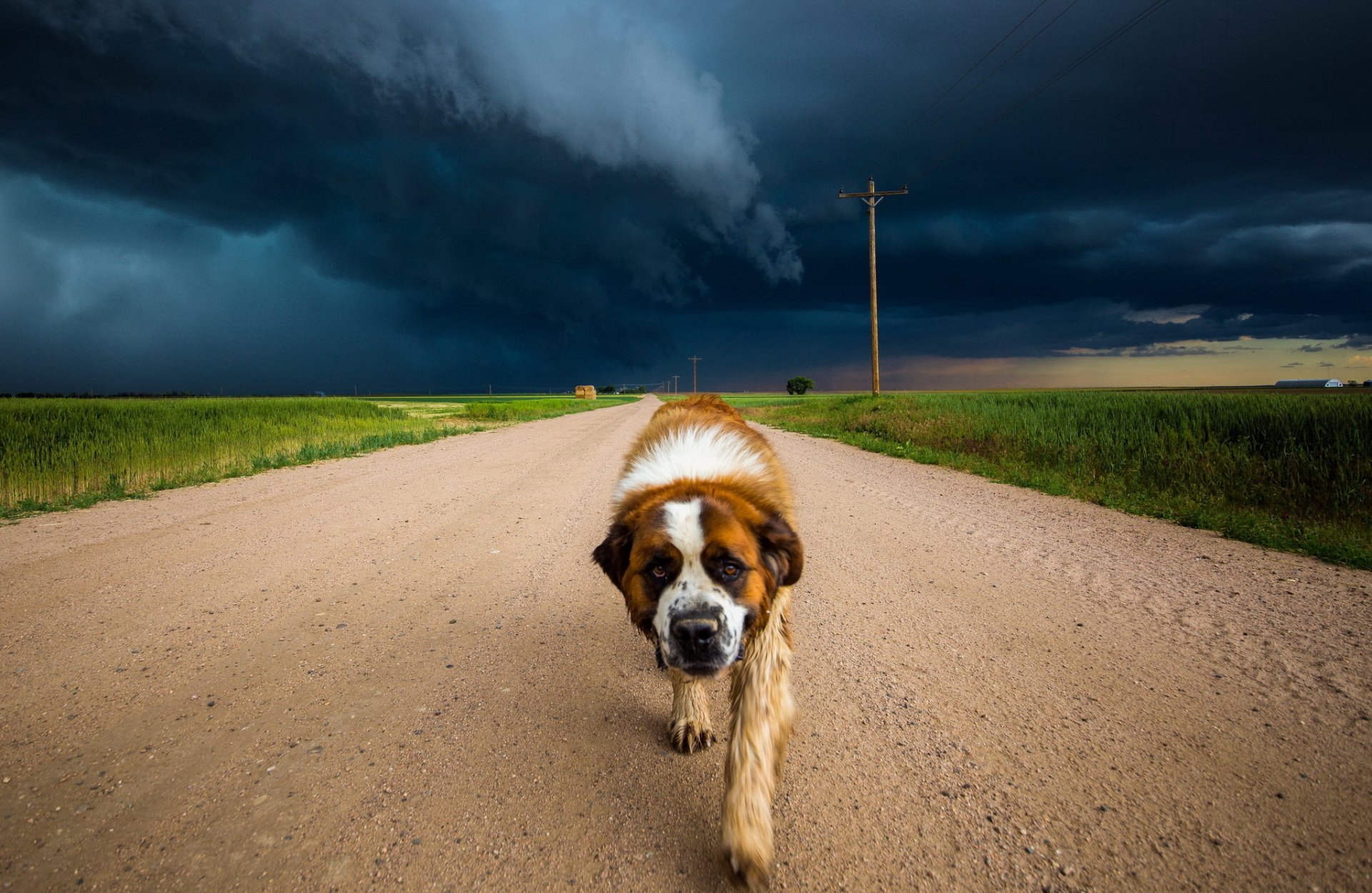HD desktop wallpaper: a dog walks toward the viewer on a dirt road through an open landscape with dark storm clouds rolling in along the horizon.