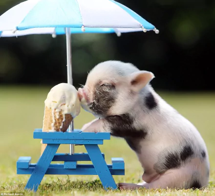 A cute baby pig enjoying an ice cream cone at a miniature picnic table under an umbrella. HD desktop wallpaper, featuring an adorable animal moment.