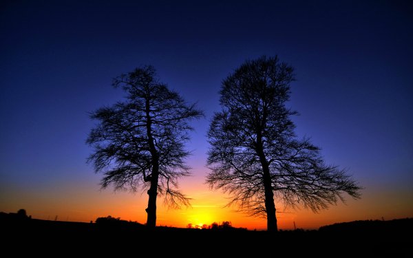 Earth Sunrise Tree Silhouette Sky Nature HD Wallpaper | Background Image