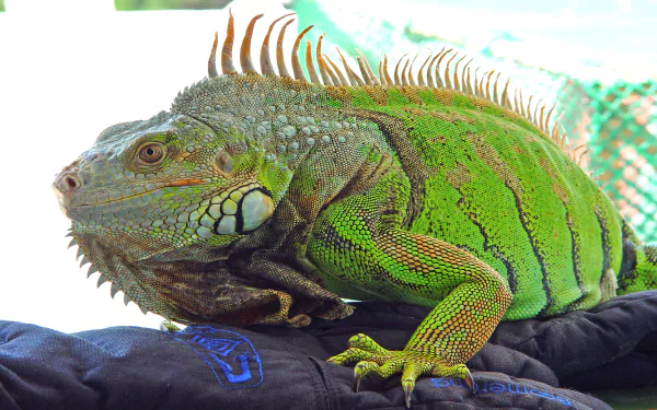  Green iguana
