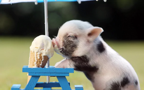 A cute baby pig enjoying an ice cream cone at a miniature picnic table under an umbrella. HD desktop wallpaper, featuring an adorable animal moment.