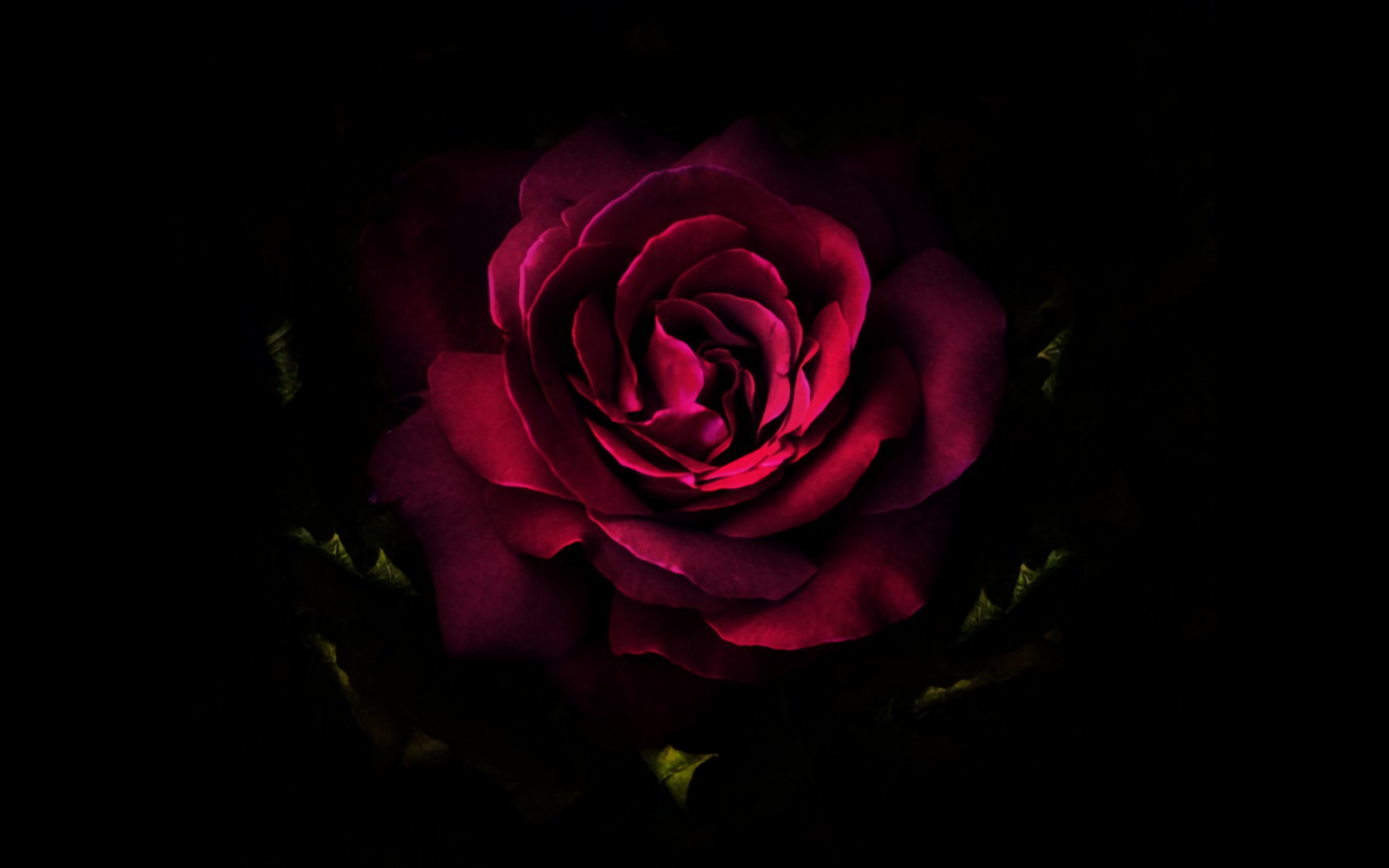 Deep Red Rose HD Wallpaper | Background Image | 2048x1280