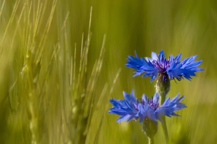 Vivid blue cornflower blooms against blurred green grasses — HD PC desktop wallpaper background of a flower in nature.