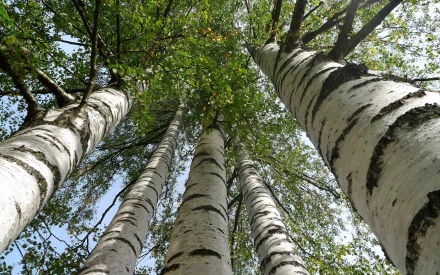  Tall Birch Trees