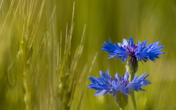 Vivid blue cornflower blooms against blurred green grasses — HD PC desktop wallpaper background of a flower in nature.
