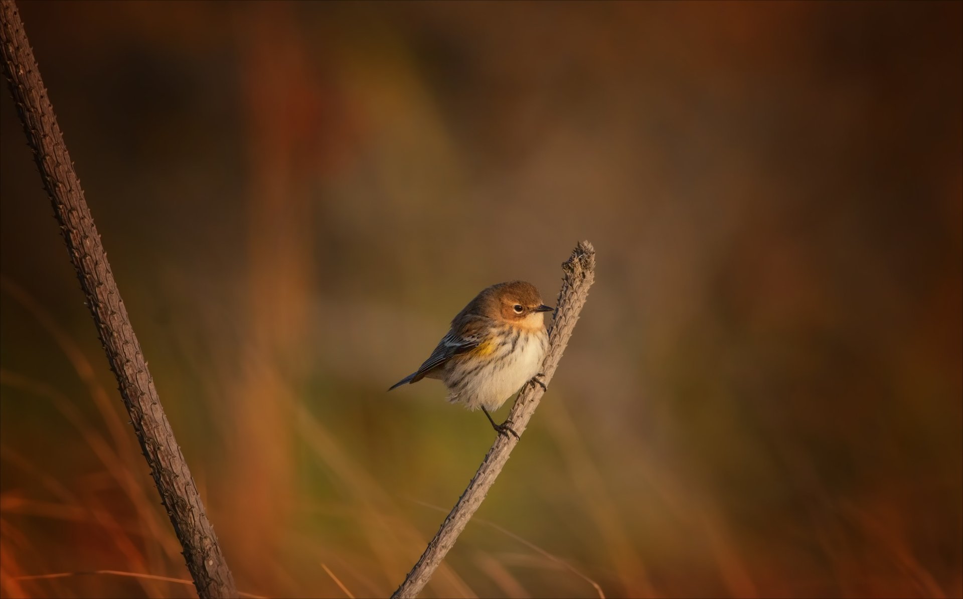 Download Branch Bird Animal Warbler 4k Ultra HD Wallpaper by Kathy Macpherson Baca