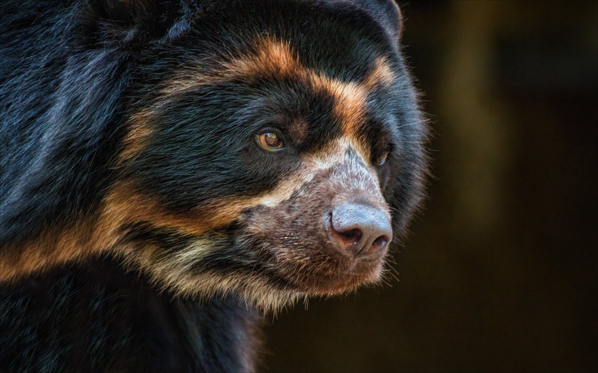 Spectacled bear 5k Retina Ultra HD Wallpaper | Background Image ...