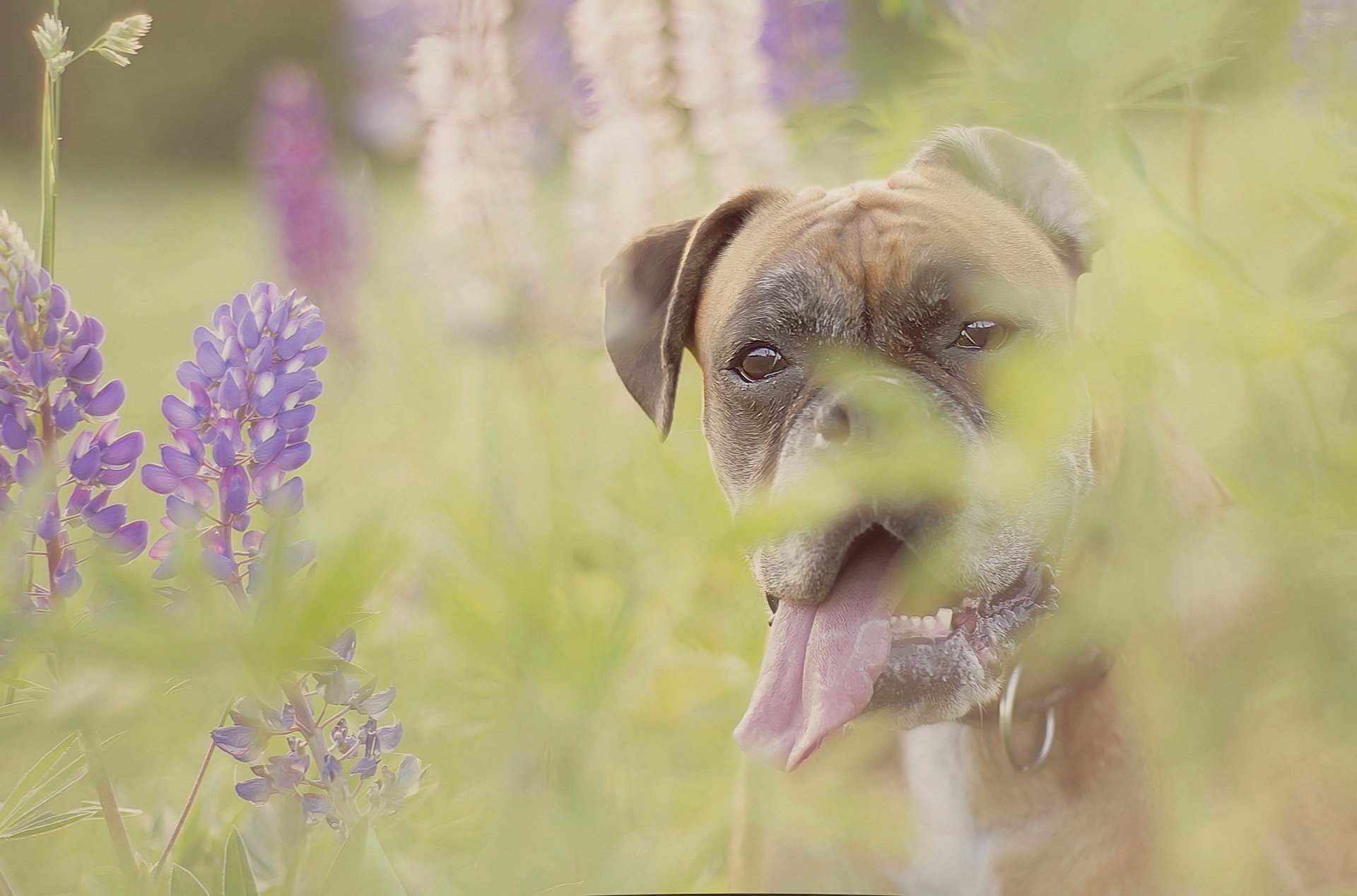 HD desktop wallpaper featuring a boxer dog amidst lupine flowers in a soft, natural outdoor setting.