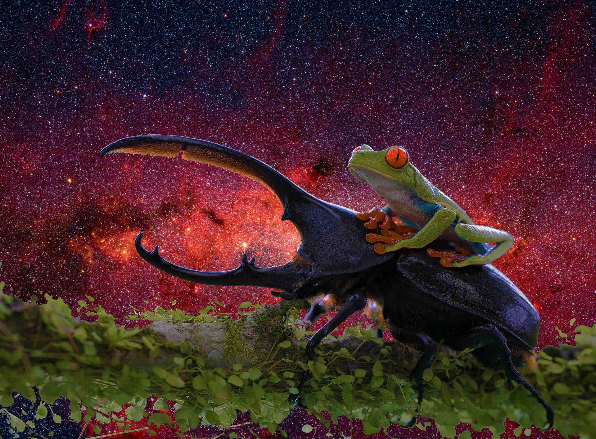 Download Manipulation Beetle Animal Red-eyed Tree Frog HD Wallpaper