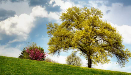 bush spring nature lonely tree tree HD Desktop Wallpaper | Background Image