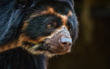  Spectacled bear by Kathy Macpherson Baca