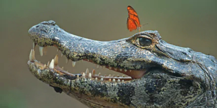  butterfly drinking the tears of a crocodile