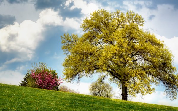 Earth Tree Trees Lonely Tree Nature Spring Bush HD Wallpaper | Background Image